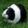 Dark Brown and White Guinea Pig
