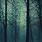 Dark Forest Phone Wallpaper