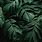 Dark Green Leaves Tropical Plants