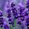 Dark Purple Lavender