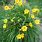 Daylilies Plant