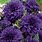 Deep Purple Color Flowers