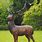 Deer Statues for Garden