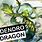 Dendro Dragon