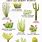 Desert Cactus Plants and Names