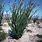 Desert Ocotillo Plant