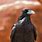 Desert Raven