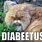 Diabetus Cat