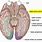 Diagram of Optic Nerve