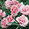 Dianthus Doris Plants