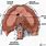 Diaphragm Hiatuses