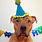 Dog Birthday Party Hats