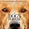 Dog DVD Cover