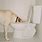 Dog Drinking From Toilet