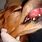 Dog Oral Tumor