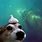 Dog in Space Wallpaper