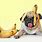 Dog with Banana