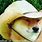 Doge Meme Cowboy Hat