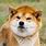 Dogs Like Shiba Inu