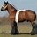 Draught Horse Breeds