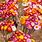 Dried Helichrysum Flowers
