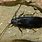 Durban Cockroach
