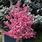 Dwarf Flowering Trees for Landscaping