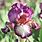 Dwarf Iris Plants