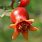 Dwarf Pomegranate Bush
