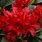 Dwarf Red Rhododendron