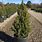 Dwarf Spruce Trees