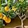 Dwarf Valencia Orange Tree