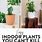 Easy Indoor Plants for Beginners
