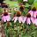Echinacea Coneflower Plants