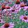 Echinacea Images