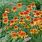 Echinacea Marmalade