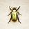 Egyptian Golden Scarab Beetle