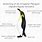 Emperor Penguin Anatomy