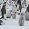 Emperor Penguin Fun