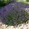 English Lavender Lavandula Angustifolia