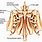 Ethmoid Bone Features