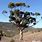Eucalyptus Cladocalyx