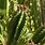 Euphorbia Cereiformis