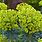 Euphorbia Plant Care