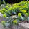 Euphorbia Species