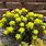 Euphorbia Spurge