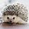 European Hedgehog Pet
