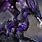 Evil Purple Dragon