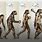 Evolution of Early Man