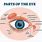 Eye Gland Anatomy Diagram